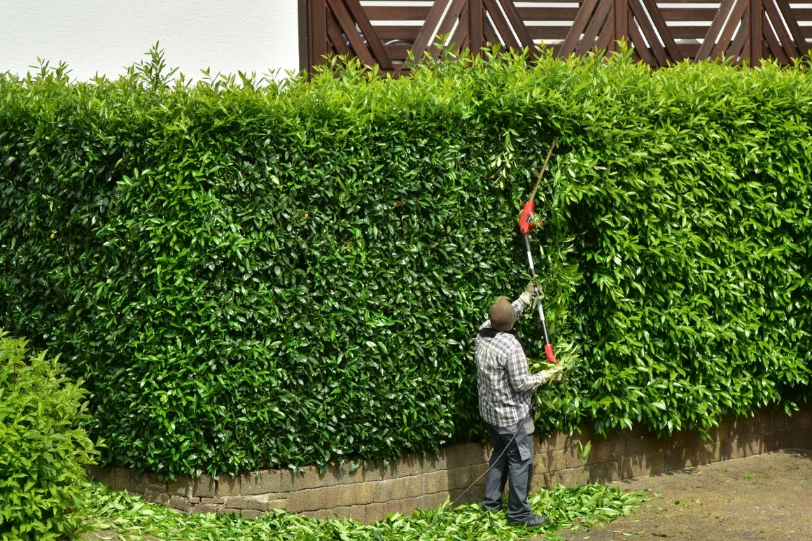 Person schneidet Hecke mit Heckenschere